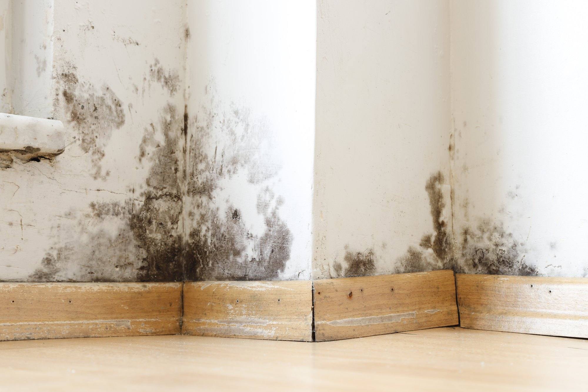 Dark mold growth spreading up a wall from the baseboards