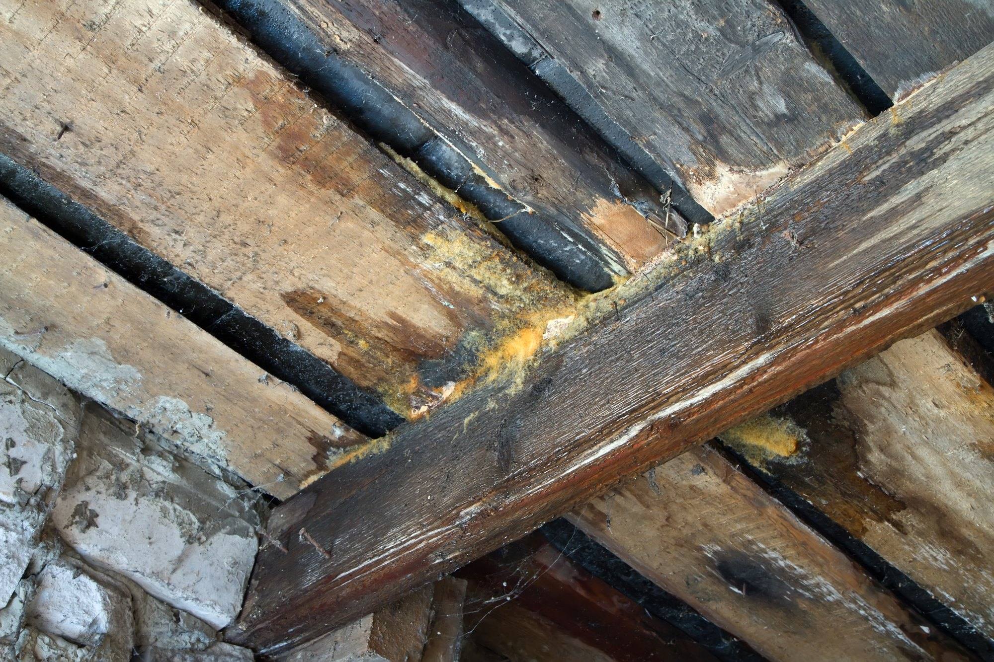 Water-stained floor framing with patches of yellowish fungal growth on the wood